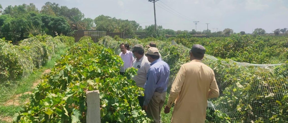 Sustainable afforestation project in Pakistan 1