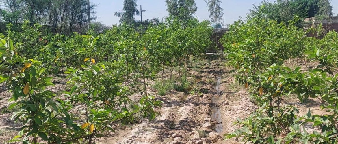 Sustainable afforestation project in Pakistan 2