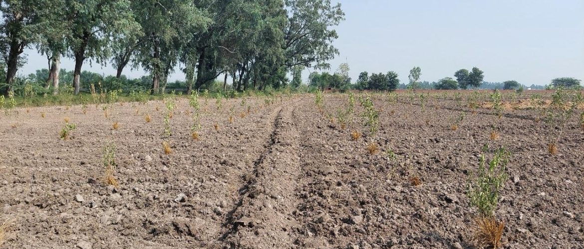 Sustainable afforestation project in Pakistan 3