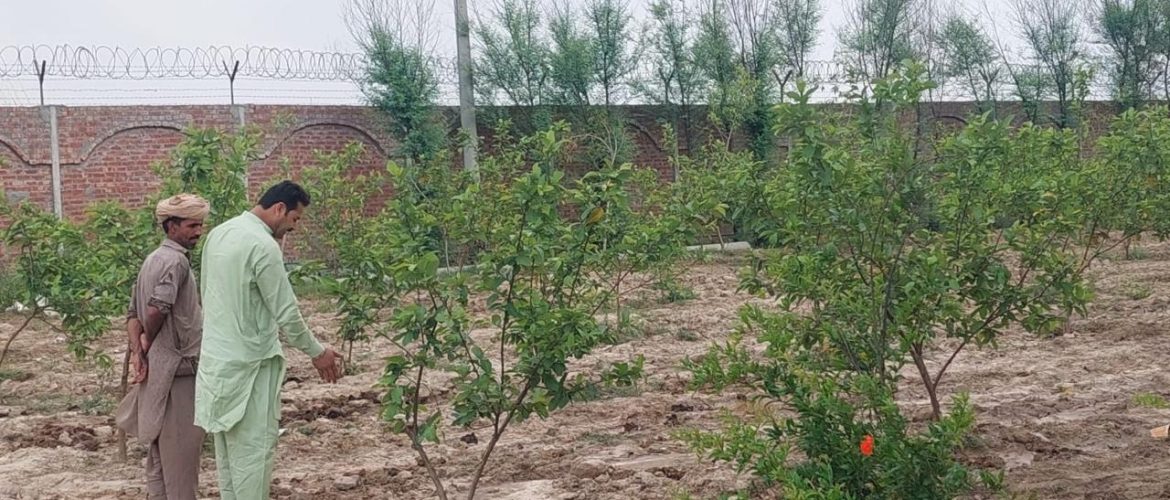 Sustainable afforestation project in Pakistan 4